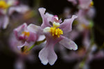 Carica l'immagine nel visualizzatore Galleria, Oncidium ornithorhynchum syn. sotoanum