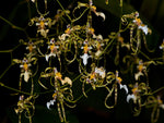 Carica l'immagine nel visualizzatore Galleria, Oncidium phymatochilum