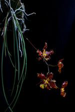 Carica l'immagine nel visualizzatore Galleria, Oncidium stacyi