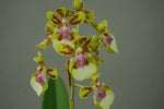 Carica l'immagine nel visualizzatore Galleria, Oncidium Margareth Chenoweth (O. aurisasinorum x O. Lanceanum)