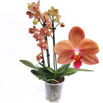 Carica l'immagine nel visualizzatore Galleria, Phalaenopsis Sunset Love