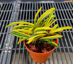 Carica l'immagine nel visualizzatore Galleria, Neofinetia falcata 'Orihime' 織姫