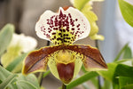 Carica l'immagine nel visualizzatore Galleria, OFFERTA PAPHIOPEDILUM