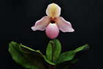 Carica l'immagine nel visualizzatore Galleria, Paphiopedilum Delophyllum (delenatii x glauchophyllum)