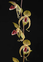Carica l'immagine nel visualizzatore Galleria, Paphiopedilum Hung Sheng Eagle (gigantifolium x rothchildianum)