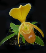 Carica l'immagine nel visualizzatore Galleria, Paphiopedilum helenae x self