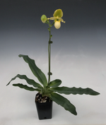 Carica l'immagine nel visualizzatore Galleria, Paphiopedilum pinocchio var. alba