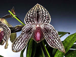 Carica l'immagine nel visualizzatore Galleria, Paphiopedilum Rolfei (bellatulum x rothschildianum)