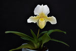Carica l'immagine nel visualizzatore Galleria, Paphiopedilum Rosy Dawn