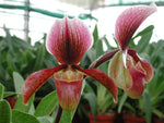 Carica l'immagine nel visualizzatore Galleria, Paphiopedilum Bingleyense (Paphiopedilum charlesworthii x Paphiopedilum barbatum)