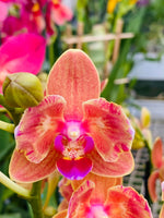 Carica l'immagine nel visualizzatore Galleria, Phalaenopsis Paprika - Peloric 2 eyes
