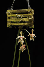 Carica l'immagine nel visualizzatore Galleria, Paraphalaenopsis denevei