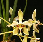 Carica l'immagine nel visualizzatore Galleria, Paraphalaenopsis denevei