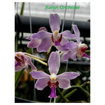 Carica l'immagine nel visualizzatore Galleria, Paraphalaenopsis serpentilingua x Rhynchostylis coelestis