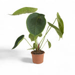 Carica l'immagine nel visualizzatore Galleria, Anthurium peltigerum XXL
