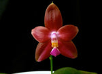 Carica l'immagine nel visualizzatore Galleria, Phalaenopsis Penang Girl (Phal. venosa CH x Phal. violacea f. indigo)