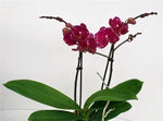 Carica l'immagine nel visualizzatore Galleria, Phalaenopsis Asian Violin