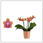 Carica l'immagine nel visualizzatore Galleria, Phalaenopsis Caribbean Sorbet