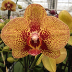 Carica l'immagine nel visualizzatore Galleria, Phalaenopsis Charmer