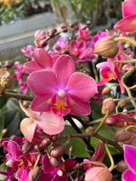 Carica l'immagine nel visualizzatore Galleria, Phalaenopsis Diffusion