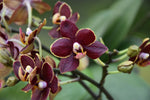 Carica l'immagine nel visualizzatore Galleria, OFFERTA ORCHIDEE RICADENTI