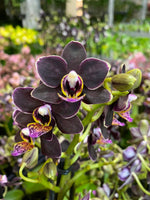 Carica l'immagine nel visualizzatore Galleria, Phalaenopsis Sunrise Red Peoker