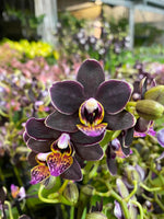 Carica l'immagine nel visualizzatore Galleria, Phalaenopsis Sunrise Red Peoker