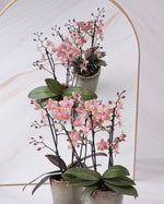 Carica l'immagine nel visualizzatore Galleria, Phalaenopsis Odorion - Peloric 2 eyes