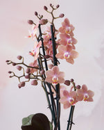 Carica l'immagine nel visualizzatore Galleria, Phalaenopsis Odorion
