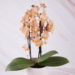 Carica l'immagine nel visualizzatore Galleria, Phalaenopsis Salmon - Peloric 3 lips