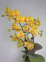 Carica l'immagine nel visualizzatore Galleria, Phalaenopsis KS Balm 'Yellow Chocolate'