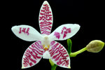 Carica l'immagine nel visualizzatore Galleria, Phalaenopsis Double Shot ((amabilis x tetraspis #C1) x tetraspis #C1)