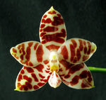 Carica l'immagine nel visualizzatore Galleria, Phalaenopsis amboinensis var. common