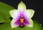 Carica l'immagine nel visualizzatore Galleria, Phalaenopsis bellina