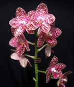 Carica l'immagine nel visualizzatore Galleria, Phalaenopsis Brother Glory