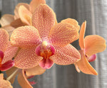Carica l'immagine nel visualizzatore Galleria, Phalaenopsis Sunset Love