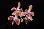 Carica l'immagine nel visualizzatore Galleria, Phalaenopsis celebensis x mariae