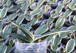Carica l'immagine nel visualizzatore Galleria, Phalaenopsis Chia E Yenlin (variegata & peloric)