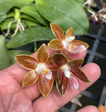 Carica l'immagine nel visualizzatore Galleria, Phalaenopsis Corning-Ambo (corningiana x amboinensis)
