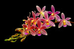 Carica l'immagine nel visualizzatore Galleria, Phalaenopsis equestris x cornu-cervi