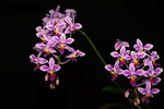 Carica l'immagine nel visualizzatore Galleria, Phalaenopsis equestris, deep red form