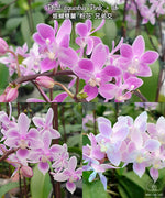 Carica l'immagine nel visualizzatore Galleria, Phalaenopsis equestris 'Pink'