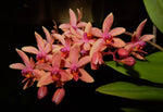 Carica l'immagine nel visualizzatore Galleria, Phalaenopsis equestris × Ren. storei