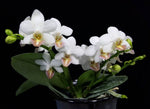 Carica l'immagine nel visualizzatore Galleria, Phalaenopsis Formosa Dream (Phalaenopsis amabilis x Phalaenopsis lobbii)