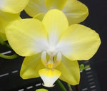 Carica l'immagine nel visualizzatore Galleria, Phalaenopsis I-Hsin Beaming Sun