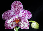 Carica l'immagine nel visualizzatore Galleria, Phalaenopsis LD Gigan Sun