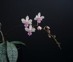 Carica l'immagine nel visualizzatore Galleria, Phalaenopsis lindenii