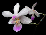 Carica l'immagine nel visualizzatore Galleria, Phalaenopsis lindenii