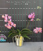 Carica l'immagine nel visualizzatore Galleria, Phalaenopsis Liu's Triprince 'pink' (peloric - 3 lips)