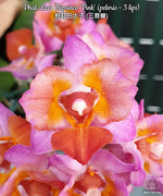 Carica l'immagine nel visualizzatore Galleria, Phalaenopsis Liu's Triprince 'pink' (peloric - 3 lips)